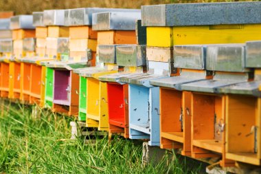 Coloured beehives clipart