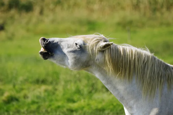 Legrační kůň — Stock fotografie