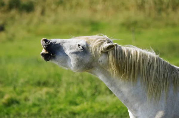 Cavallo divertente — Foto Stock