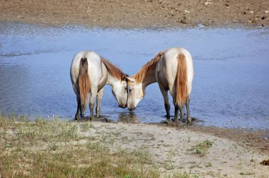 Horses in love clipart