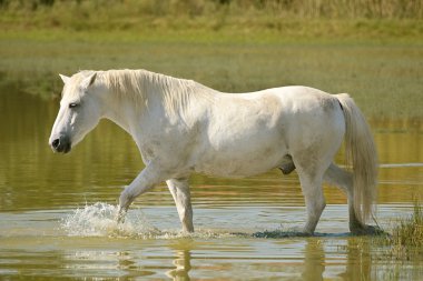 White horse clipart