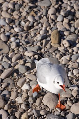 Seagull clipart