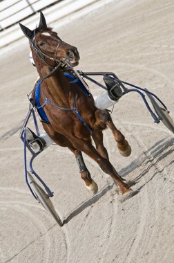 Harness racing clipart