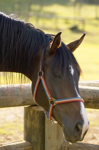 Koňská hlava — Stock fotografie
