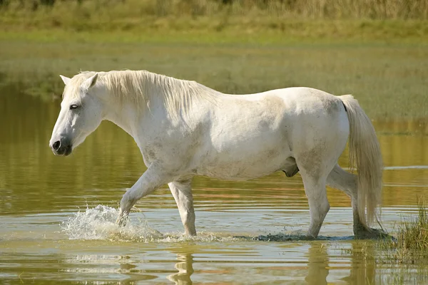 Cavalo Branco — Fotografia de Stock