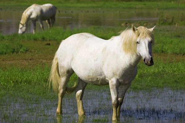 Bílí koně — Stock fotografie