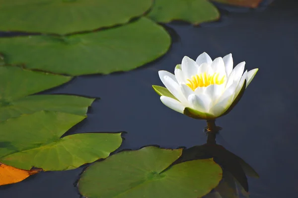 stock image Waterlily