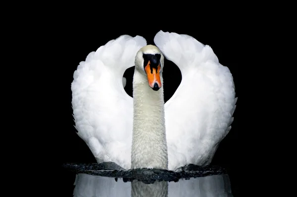 stock image Swan