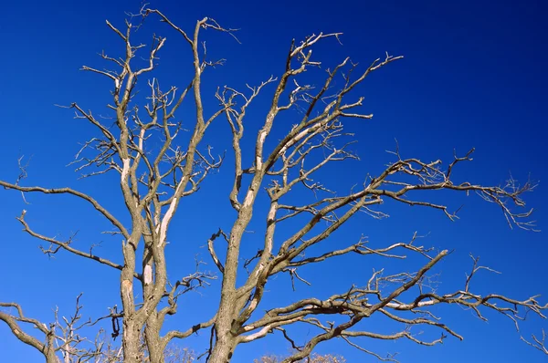 Árvore nua — Fotografia de Stock