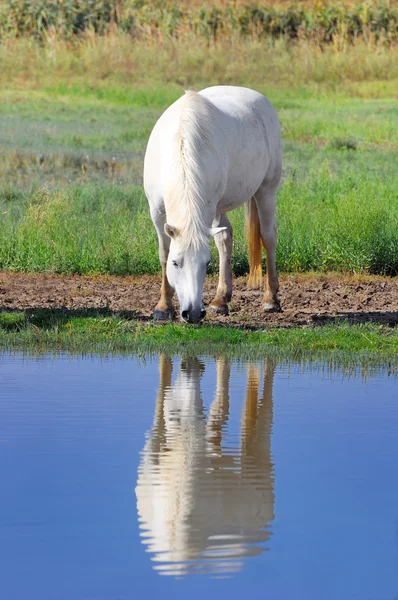 Biały koń Obrazek Stockowy
