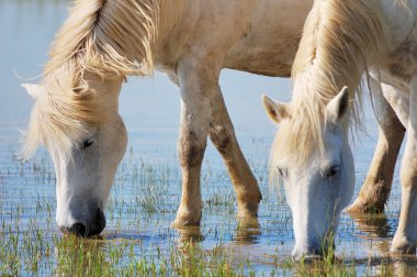 Drinking horses clipart