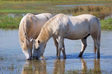 White horses clipart