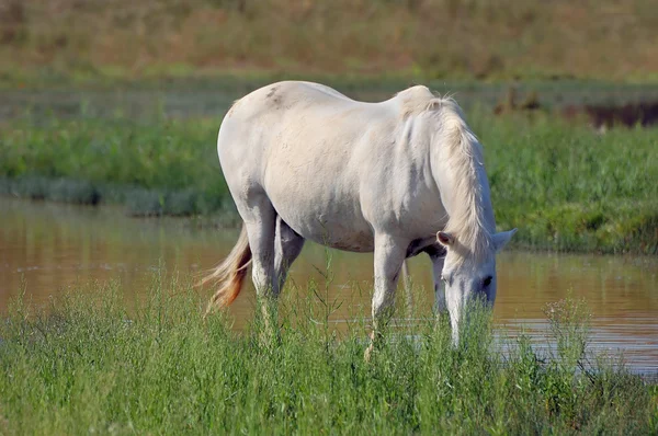Bílý kůň — Stock fotografie