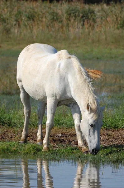 白马 — 图库照片
