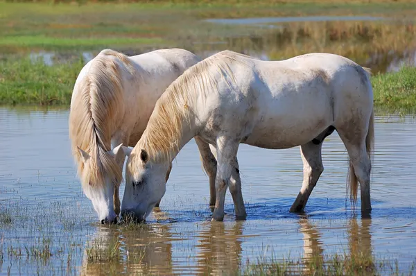 Cavalos brancos Fotografia De Stock