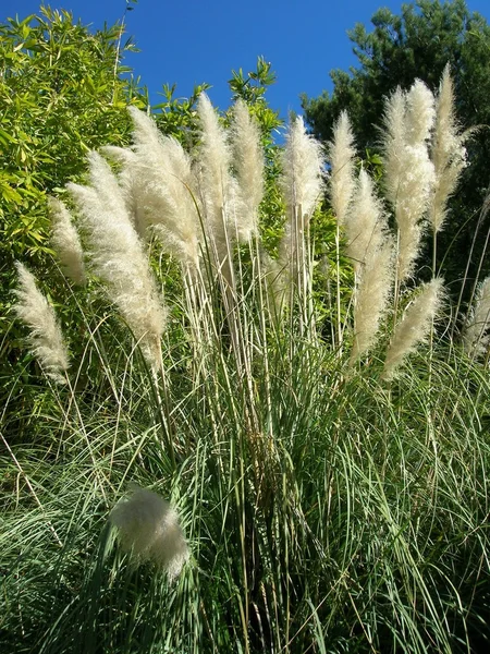 stock image Pampa flower