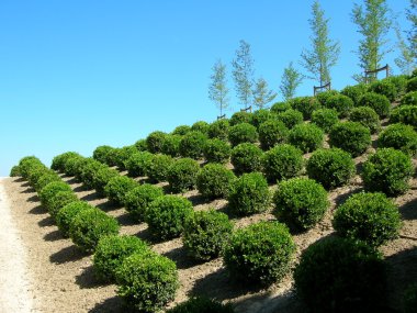 Aligning balls of boxwood clipart