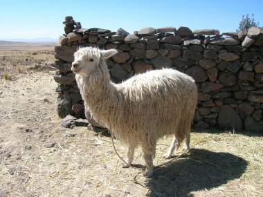 Lama, peru