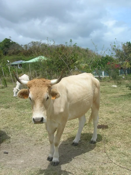 Cows in caribean island — Stock Photo, Image