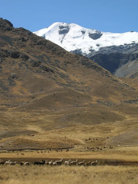 stock image Snowy cordillera of the Andes