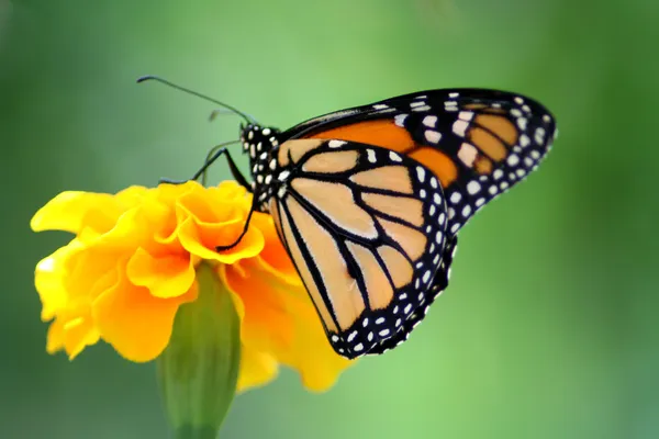 Бабочка-монарх Стоковое Фото