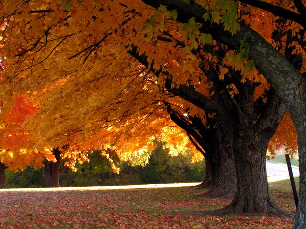 Árboles en otoño Imagen de archivo