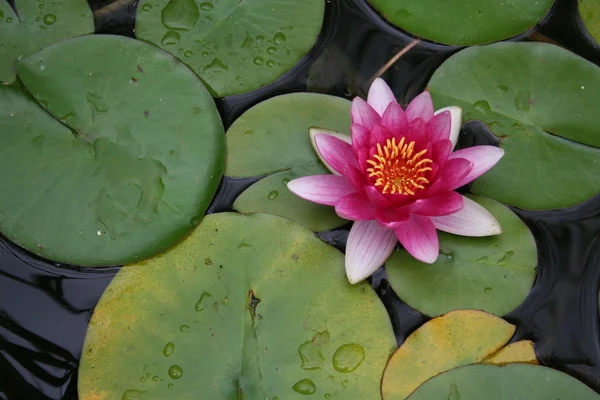 Lilly Pad — Stock Photo, Image