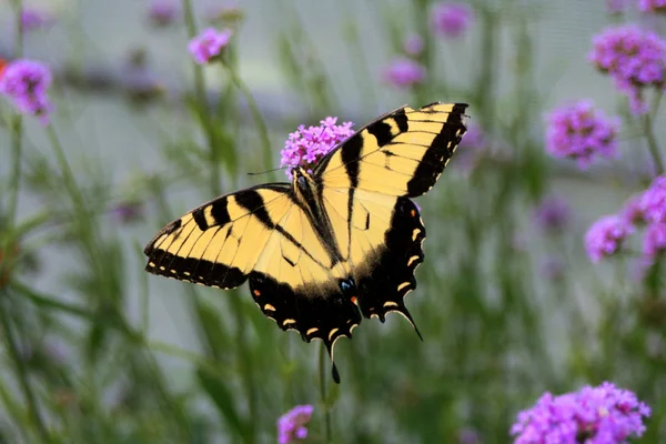 Жовтий і чорний метелик — стокове фото
