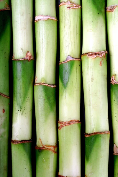 stock image Lucky Bamboo