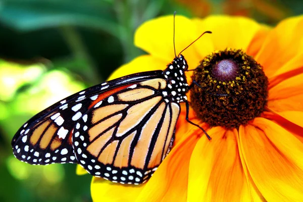 Monarch motýl Royalty Free Stock Obrázky