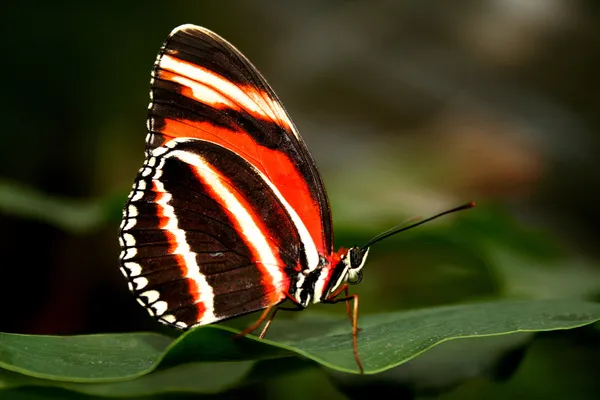 Laranja e borboleta preta Fotografias De Stock Royalty-Free
