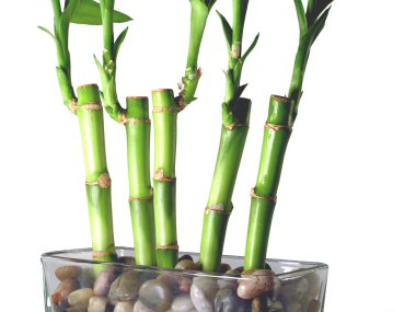 Lucky Bamboo Close Up clipart