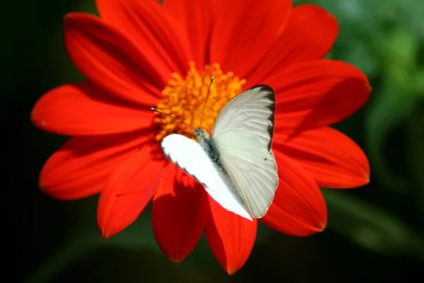 Hvid sommerfugl - Stock-foto