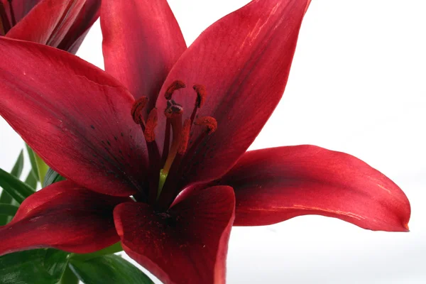 Gyönyörű vörös liliom — Stock Fotó