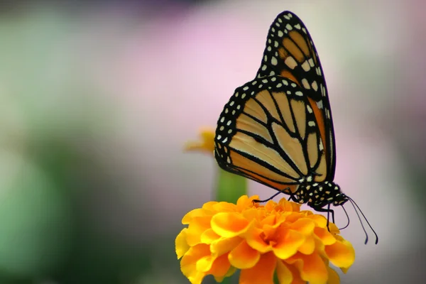 Monarch motýl Royalty Free Stock Fotografie