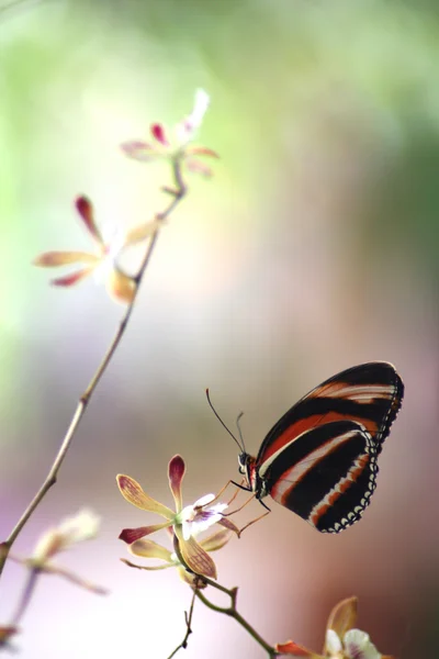 Метелик Стокове Фото