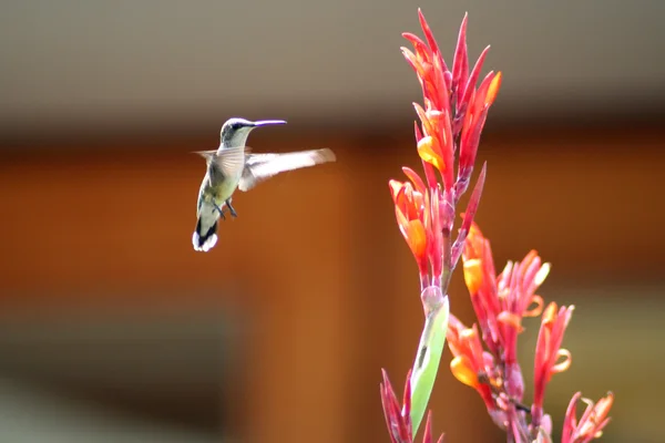 Спітнілий птах у польоті Стокове Фото