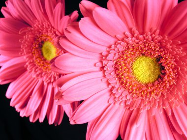 pembe gerber daisies kapatın