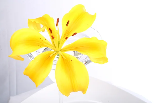 Gele lily in glas — Stockfoto