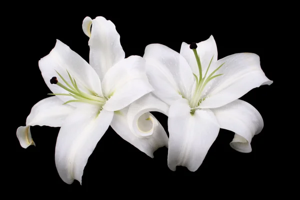 Two White Lilies — Stock Photo, Image