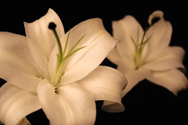 Zwei weiße Lilien — Stockfoto