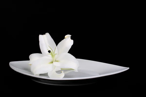 Weiße Lilie auf Teller — Stockfoto