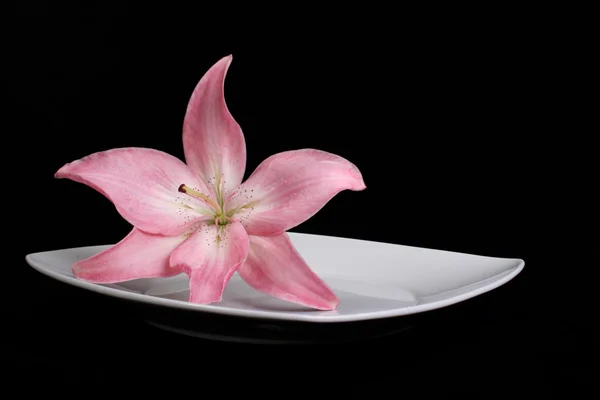 Рожева лілія на тарілку — стокове фото
