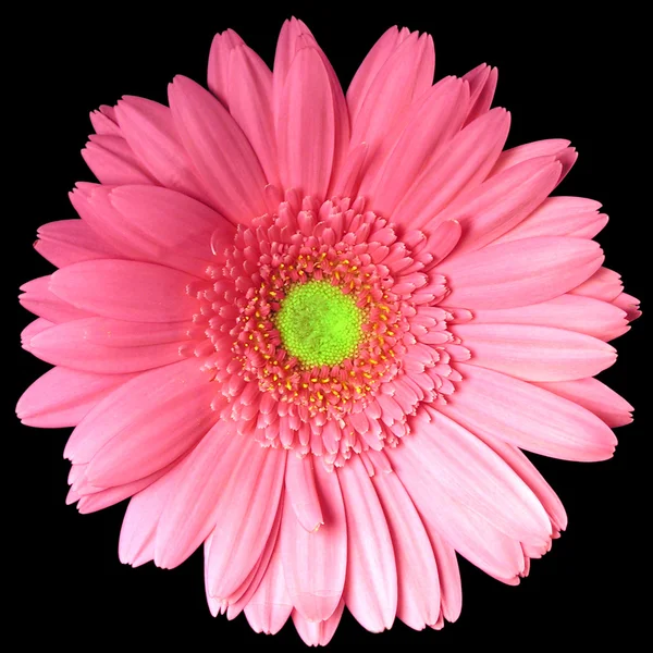 Single Pink Gerber Daisy Square