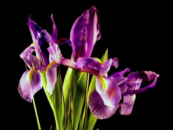 Iris lila csokor — Stock Fotó