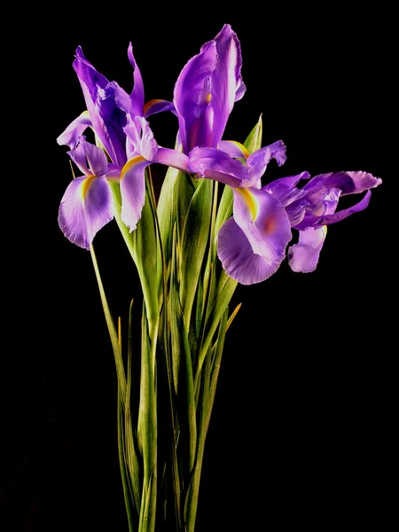 Purple Iris Bunch — Stock Photo, Image