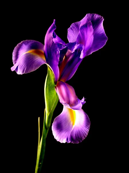 Iris púrpura Cerrar —  Fotos de Stock