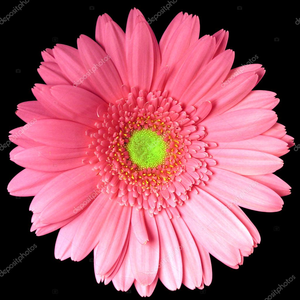 Single Pink Gerber Daisy Square — Stock Photo © youngnova #2216177