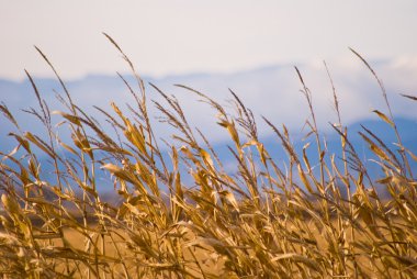Corn stalks against mountain background clipart
