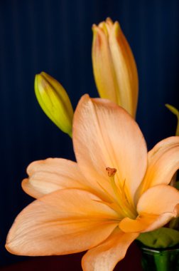 turuncu bir Asya lily closeup